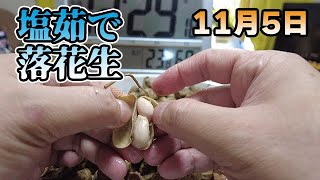 【畑パトロール】落花生は04:08から