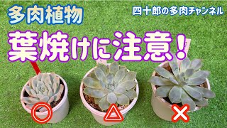 【多肉植物】🔥葉焼けに注意！　育成のポイントなど。📝