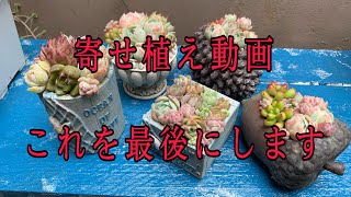 ニュージーランド多肉生活３月１３日　寄せ植え動画は今日限り終わりにします