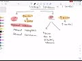 Surgery   Endocrine   Lecture 2 Adrenal Gland Surgery