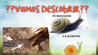 Curiosidades sobre o caracol. Vamos conhecer e aprender a desenhar.