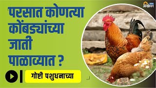 परसातील कोंबड्यांच्या विविध जातींची माहिती । Backyard Poultry । Poultry Breeds | ॲग्रोवन