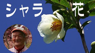 シャラ 夏椿 花 2024 秋元園芸