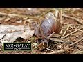 Battle against giant African snail invasion