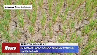 TERLAMBAT PANEN KARENA KEMARAU PANJANG