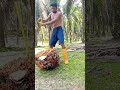 80 kg palm fruit palm plantation malaysia viralreel ytshort agriculture