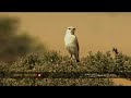 delicate butterfly visits desert plant