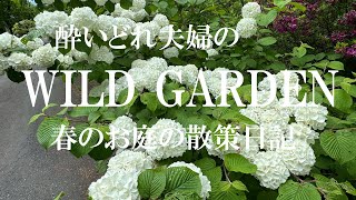 WILD GARDEN 春のお庭の散策日記