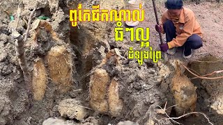 ពូកែជីកណាស់ ធំៗល្អមែន ដំឡូងព្រៃ /Very good at digging, big, good, wild potatoes, delicious