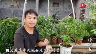 【小花匠】新手也很難養死的植物，花開3個月，香氣逼人，非常漂亮又好養