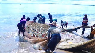 fishing top fishing video !!Sea fishing !!கரைவலையில் பிடித்த அதிக கொடுவா மீன் | Old Traditional