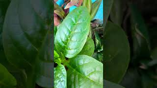 Bel wali palak spinach #plants #terracegardening #Vegetables#viral