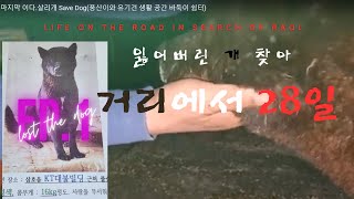 잃어버린 개 찾아, 거리에서 28일 EP.1