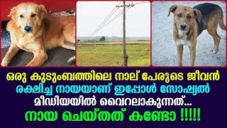 രണ്ട്‌  മാസം മുൻപ് വീട്ടിൽ വന്നു കേറിയ നായ ഒരു കുടുബത്തിലുള്ളവരുടെ ജീവൻ രക്ഷിച്ചു...സംഭവം വൈറൽ  !!!!