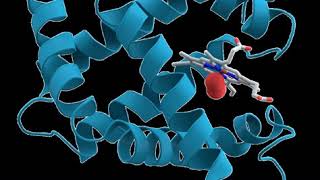 Probable ribosome biogenesis protein RLP24 | Wikipedia audio article