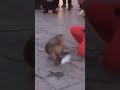 fed up monkey. shorts tiktok funny viral