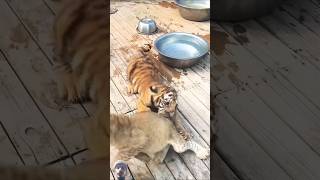 O mi god 🐯🐯🐯🐅😱🐅🐅#tiger #animals #cat #cute #foryou #kitten #tigercub #zoo