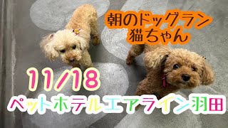 11/21朝☔️ワンちゃんドッグラン〜猫ちゃん〜のご様子です♪羽田空港近くのペットホテルエアライン羽田にご宿泊中のペットちゃん達です♡