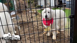 庭中掘り返してお父さんのお迎えを待っているルンルンです　Great Pyrenees　グレートピレニーズ