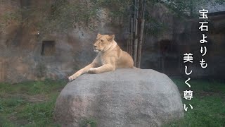 イオ \u0026 オリト「ないしょ」旭山動物園の若きライオン物語【Young lion love story】