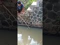 Dapat Ikan Unik Yang Langka #shorts