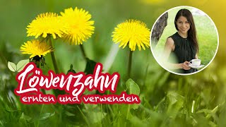 Löwenzahn ernten und verwenden 🌿🥗 Wildkräutersalat für Einsteiger