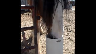 Drinking Post Waterer for Draft Horses