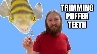 How to trim an Amazon Puffer's teeth/beak Using Clove Oil