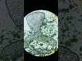 stomata with a very unique shape 😲😲 shortvideo shorts viral