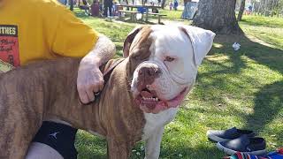 Massive American Bulldog. Meet Porkchop 🥩