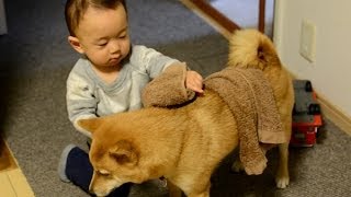 柴犬ゴン太とふみ君28 寒い冬の日 Shiba Inu \u0026 Baby