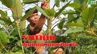 เกษตรกรโอดพืชกระท่อมราคาดิ่งเหว