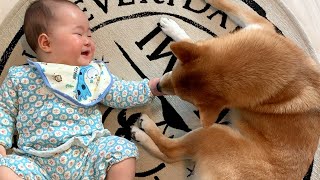 うちのベビーシッター犬の子守り術をご覧ください〜playback momohana｜犬と子供のvlog