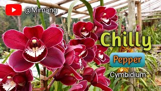 Chilly Pepper Cymbidium Orchid Flower / Mimang Vlog //