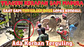 Tragedi Kerapan Sapi Madura, Saat Sapi Tim Hajar Boss Lepas Kendali, Ada Korban Terguling Gaes.