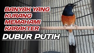 MURAI BATU DUBUR PUTIH MEMPUNYAI KARAKTER SUARA DAN MATERI TEMBUS.