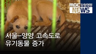 [뉴스리포트]양양 유기동물보호센터 신축 차질 190615