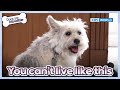 The victim became the bully...😲 [Dogs are incredible : EP.176-4] | KBS WORLD TV 230627