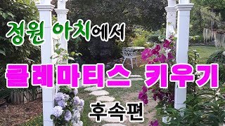 정원 아치에서 클레마티스 키우기 - 후속편