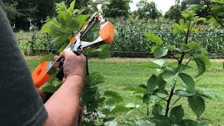 Tape Tying Machine - A MUST HAVE For Gardeners