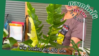 จับต้องได้! ฟิโล ใบเลื่อย ด่าง 900 บาท ร้านพี่เด I ตลาดต้นไม้จตุจักร 24 5 2022