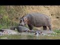 LIVE at the waterhole - 30 December 2025