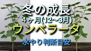 冬のウンベラータ　冬の４ヶ月間(12~３月)　お世話と成長