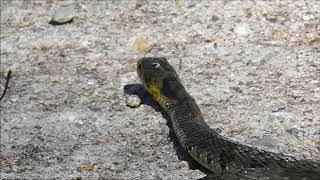 ヤマカガシ Japanese Tiger Keelback