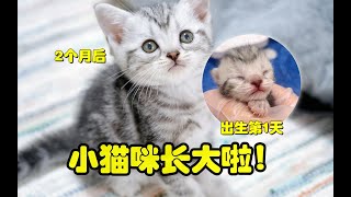 【子猫の成長物語】7人姉妹の3番目、101匹目