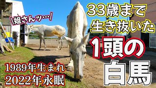 『最期まで生きると言う事』の大切さと難しさとありがたさを教えてくれた…33歳まで生き抜いたおばあちゃん白馬、リネットちゃんとの思い出【ツルマルボーイ様のシモベ】