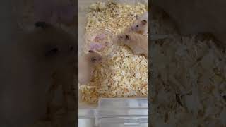 【ほのぼの】ハムスターお花見1 / Syrian hamsters enjoyed tasting cherry blossom #shorts