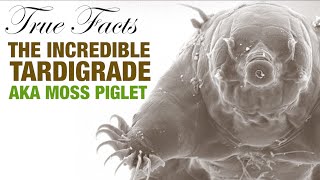 True Facts: The Incredible Tardigrade