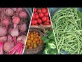 Harvesting Beans, Tomatoes, And Beetroot.