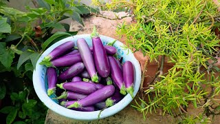 organic Brinjal harvest